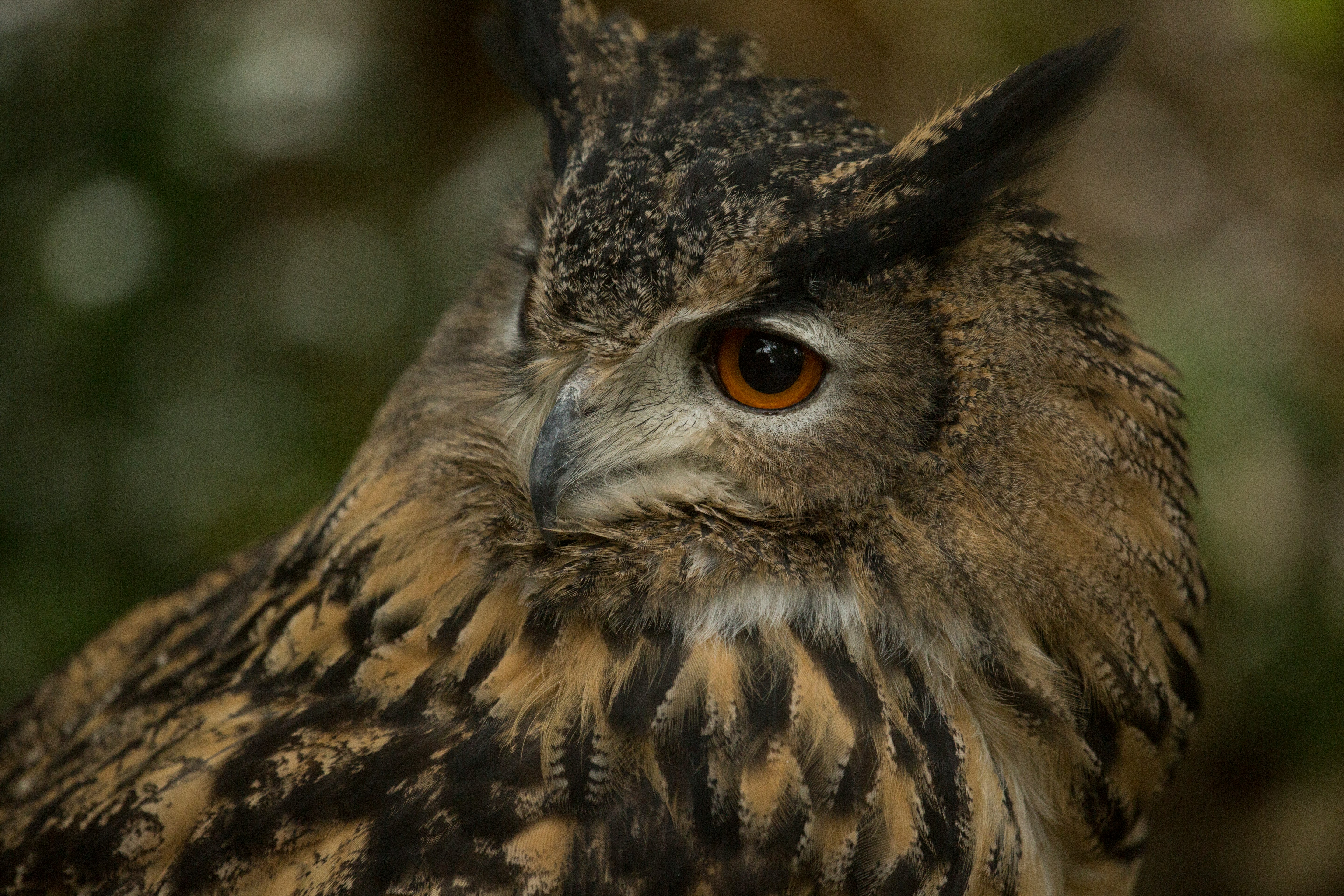 brown and black owl in close up photography